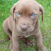 Max, a male English Bulldog and Labrador Retriever for sale in Terra Bella, CA – Photo 1 of 2