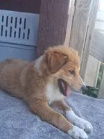 Grace, a female Collie for sale in Terra Bella, CA – 2 of 3