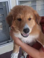 Rae, a female Collie for sale in Terra Bella, CA – 6 of 6