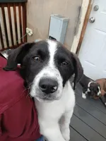 Becky, a female Labrador Retriever for sale in Terra Bella, CA – Photo 1 of 2