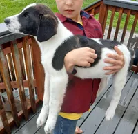 Becky, a female Labrador Retriever for sale in Terra Bella, CA – Photo 2 of 2