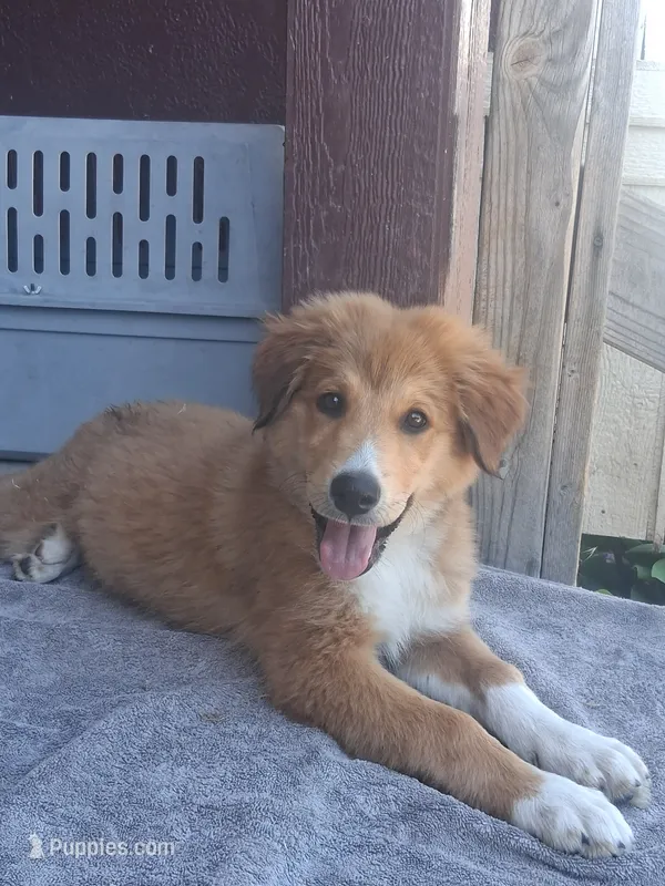 Rae – Collie puppy for sale in Terra Bella, CA