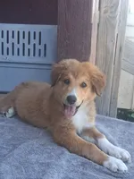 Grace, a female Collie for sale in Terra Bella, CA – 1 of 3