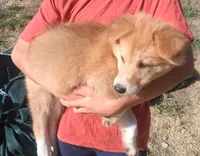 Sweetheart , a female Collie for sale in Terra Bella, CA – 4 of 5