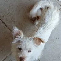Scruffy, a female West Highland White Terrier for sale in Terra Bella, CA – Photo 2 of 2