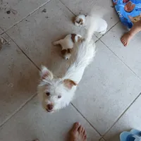 Scruffy, a female West Highland White Terrier for sale in Terra Bella, CA – Photo 1 of 2