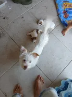 processed/33a08fd2-f219-4901-abf7-9c61a3faa64a/listing/aa87f481-3c54-4a3b-b2e6-38df539936ce/4bb6255c-57c7-48ab-a1e0-caad47afa148