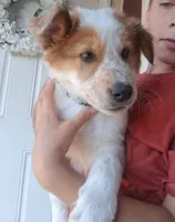 Winston , a female Collie for sale in Terra Bella, CA – 3 of 4