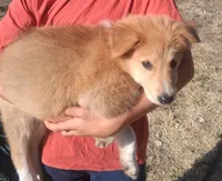 Sweetheart , a female Collie for sale in Terra Bella, CA – 5 of 5