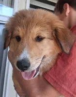 Rae, a female Collie for sale in Terra Bella, CA – 4 of 6