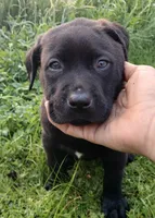 May, a female American Bulldog and Labrador Retriever for sale in Terra Bella, CA – Photo 1 of 5
