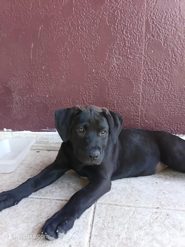 May – American Bulldog, Labrador Retriever puppy for sale in Terra Bella, CA