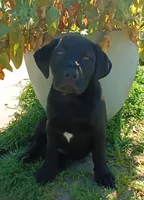 May, a female American Bulldog and Labrador Retriever for sale in Terra Bella, CA – Photo 2 of 3