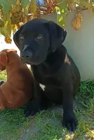 May, a female American Bulldog and Labrador Retriever for sale in Terra Bella, CA – Photo 3 of 3