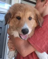 Rae, a female Collie for sale in Terra Bella, CA – 1 of 6