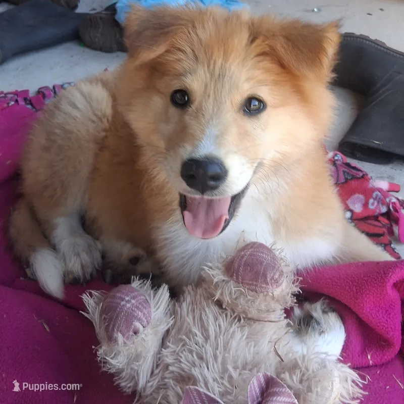 Sweetheart  – Collie puppy for sale in Terra Bella, CA