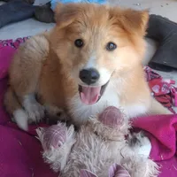 Sweetheart , a female Collie for sale in Terra Bella, CA – 1 of 5