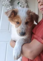 Winston , a female Collie for sale in Terra Bella, CA – 1 of 4