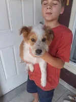 Winston , a female Collie for sale in Terra Bella, CA – 4 of 4