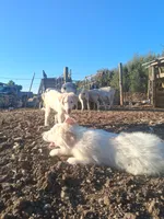 Sweetheart , a female Great Pyrenees for sale in Terra Bella, CA – 2 of 6
