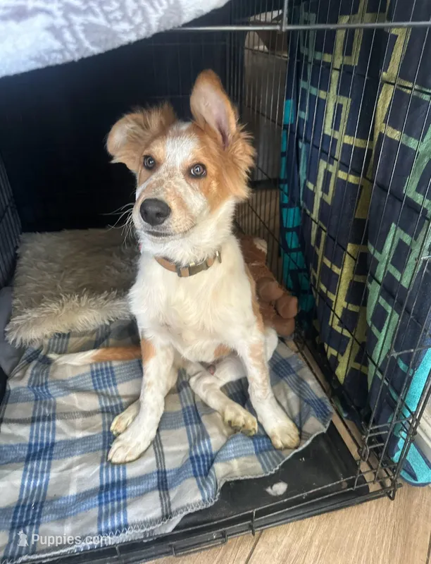 Rusty – Shetland Sheepdog puppy for sale in Terra Bella, CA
