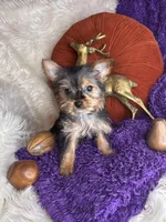 Cherry, a female Yorkshire Terrier for sale in Godwin, NC – 5 of 5