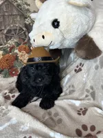 Pumpkin, a male Yorkipoo for sale in Godwin, NC – 3 of 4
