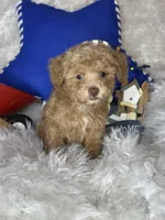 Remmy , a male Poodle - Toy  for sale in Godwin, NC – 2 of 4