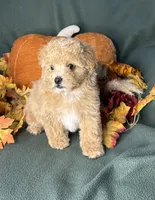 Cupid, a male Maltipoo for sale in Godwin, NC – 3 of 4