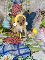 Sunshine, a male Chihuahua for sale in Godwin, NC – Photo 3 of 4