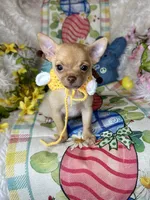 Sunshine, a male Chihuahua for sale in Godwin, NC – Photo 4 of 4