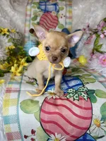 Sunshine, a male Chihuahua for sale in Godwin, NC – Photo 2 of 4