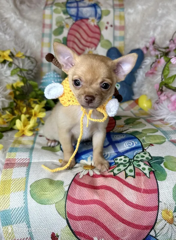 Sunshine, a male Chihuahua for sale in Godwin, NC – Photo 1 of 4