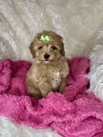 Fancy, a female Poodle - Toy  for sale in Godwin, NC – Photo 3 of 4