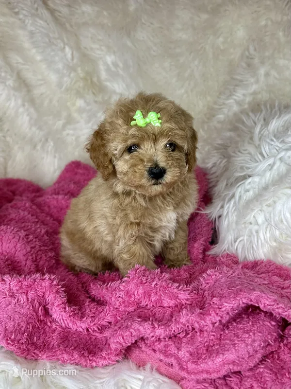 Fancy, a female Poodle - Toy  for sale in Godwin, NC – Photo 1 of 4