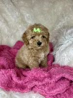 Fancy, a female Poodle - Toy  for sale in Godwin, NC – Photo 1 of 4