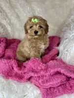 Fancy, a female Poodle - Toy  for sale in Godwin, NC – Photo 2 of 4