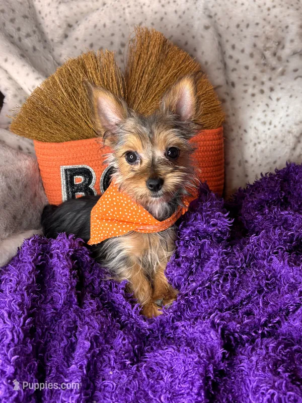 Cherry Pie 🥧  – Yorkshire Terrier puppy for sale in Godwin, NC