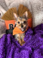 Cherry Pie 🥧 , a female Yorkshire Terrier for sale in Godwin, NC – 1 of 5