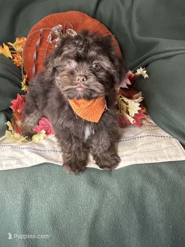 Archie – Peekapoo puppy for sale in Godwin, NC