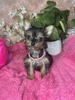 Cherry, a female Yorkshire Terrier for sale in Godwin, NC – 5 of 5