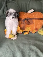 Lemon, a male Shihpoo for sale in Godwin, NC – 2 of 6