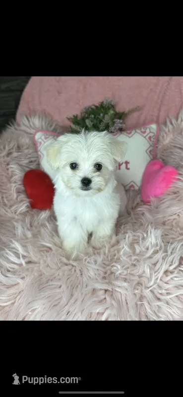 Trinity  – Maltese puppy for sale in Godwin, NC