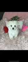 Trinity , a female Maltese for sale in Godwin, NC – 1 of 7