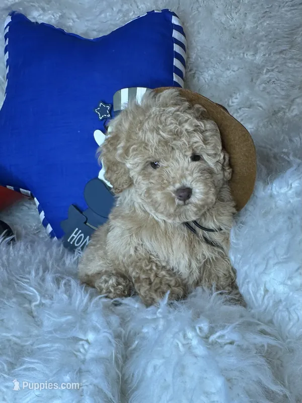 Yankee – Poodle - Toy  puppy for sale in Godwin, NC