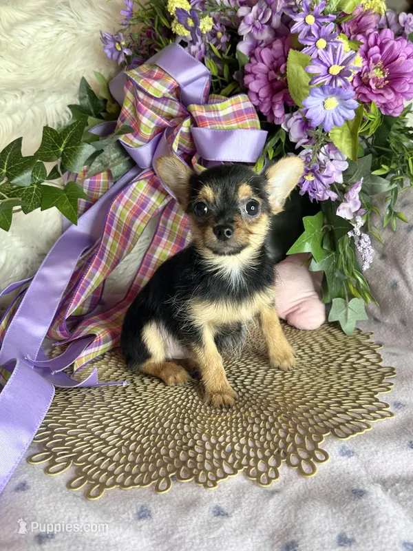 Sheba – Chorkie puppy for sale in Godwin, NC