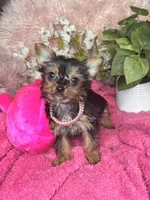 Cherry, a female Yorkshire Terrier for sale in Godwin, NC – 1 of 5
