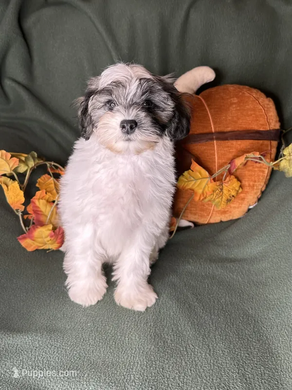 Lemon – Shihpoo puppy for sale in Godwin, NC