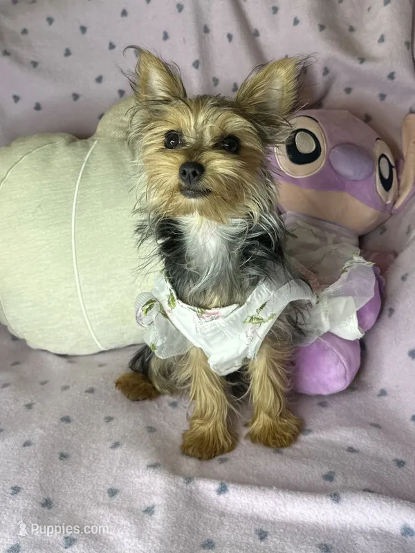 Cherry Pie 🥧  – Yorkshire Terrier puppy for sale in Godwin, NC