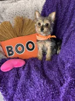 Cherry Pie 🥧 , a female Yorkshire Terrier for sale in Godwin, NC – 4 of 5